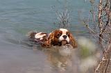 CAVALIER KING CHARLES 631